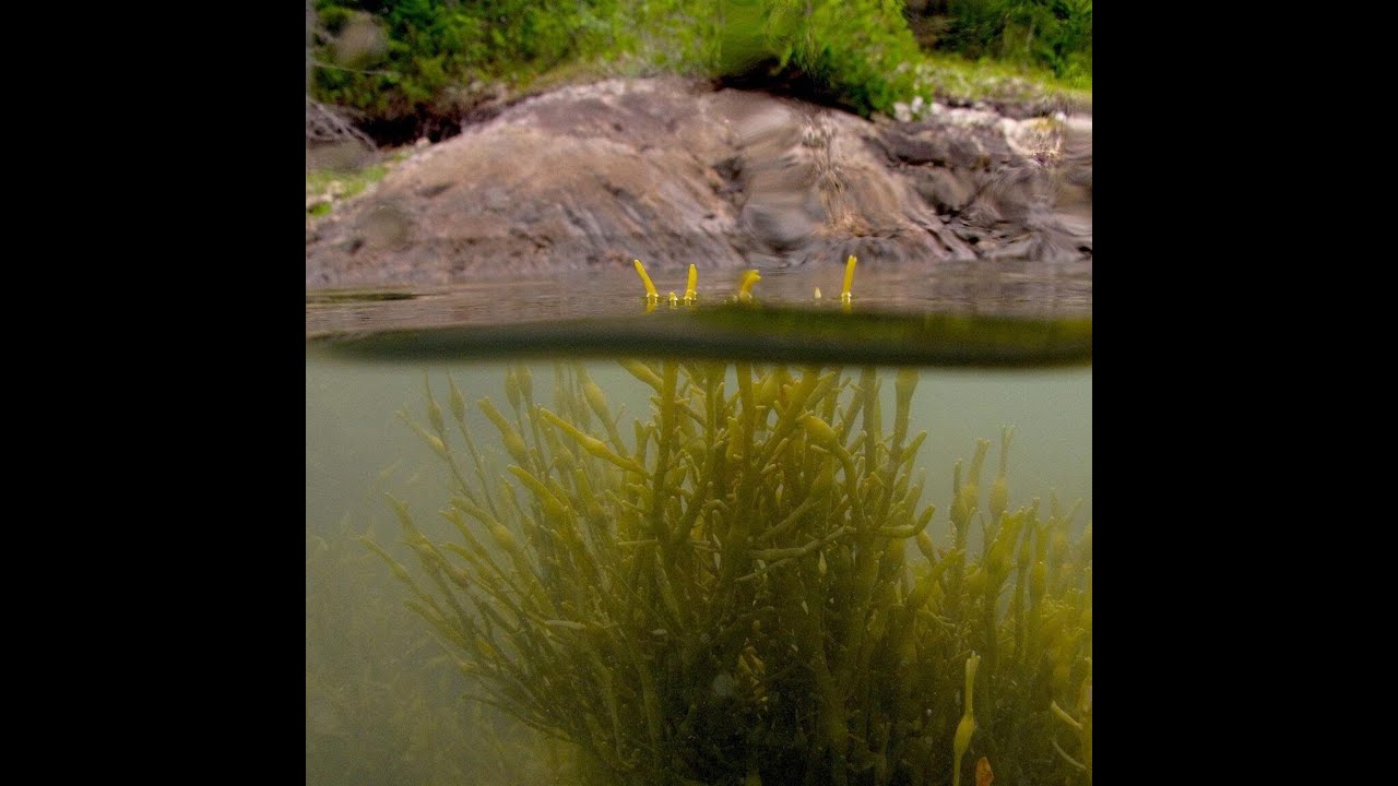 Friends From the Field: Seaweed – A Vital Resource and Habitat