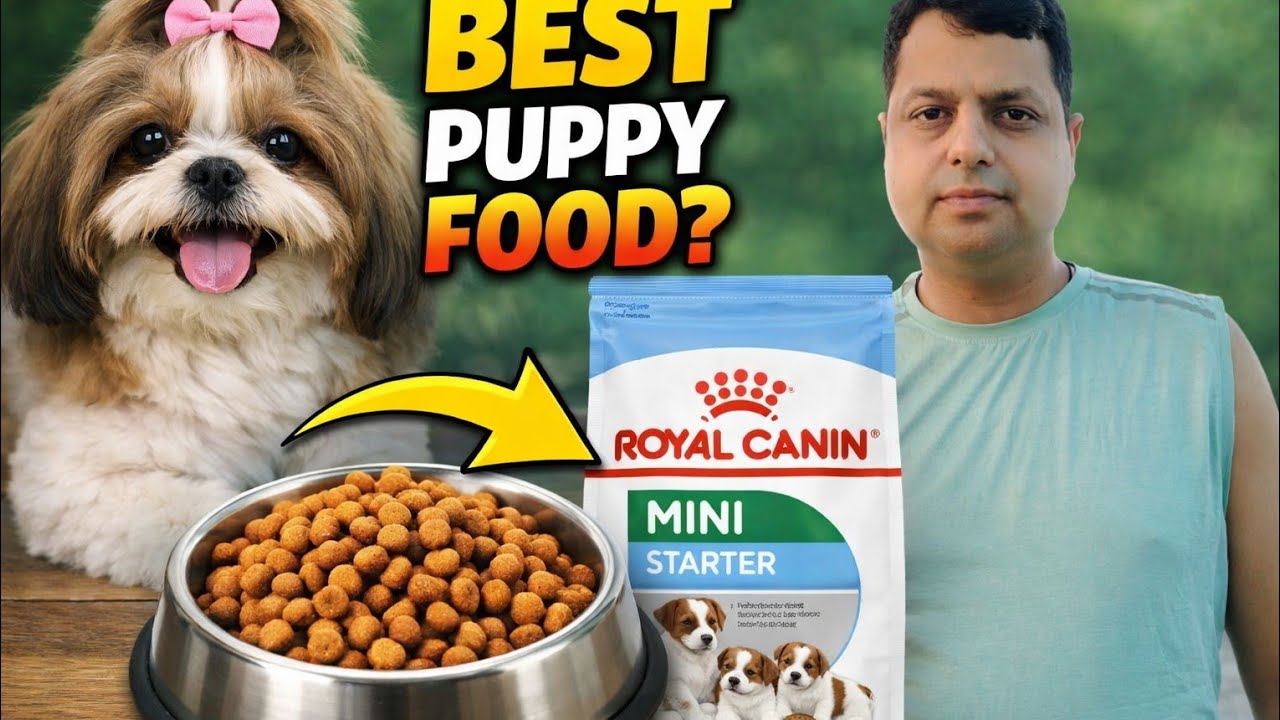 Royal Canin Mini Starter Review 🐶 | Best Food for Shih Tzu Puppies?#shihtzu#royalcanin#dogfoodreview