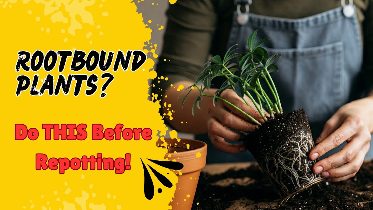 Why You Should ALWAYS Loosen the Root Ball Before Repotting