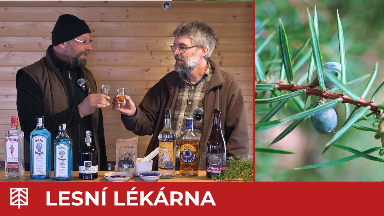 Spirituální jalovec: Léčivka, koření, srdce ginu i severského piva