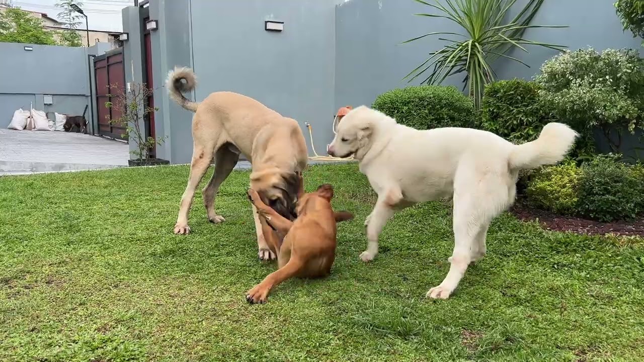 Kangal, Alabai, Cane Corso, and Boerboel .