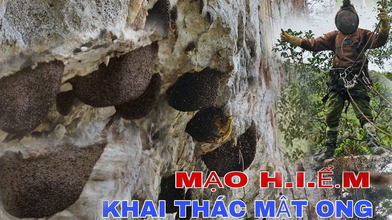 KHAI THÁC NHỮNG TỔ ONG RỪNG TRÊN VÁCH ĐÁ NGƯỜI KHÁC BỎ LẠI _ P5