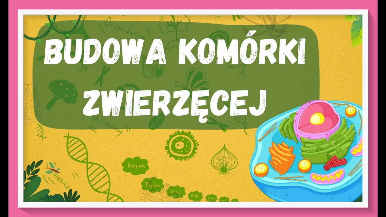 Budowa kom&oacute;rki zwierzęcej - lekcja biologii dla klasy 5