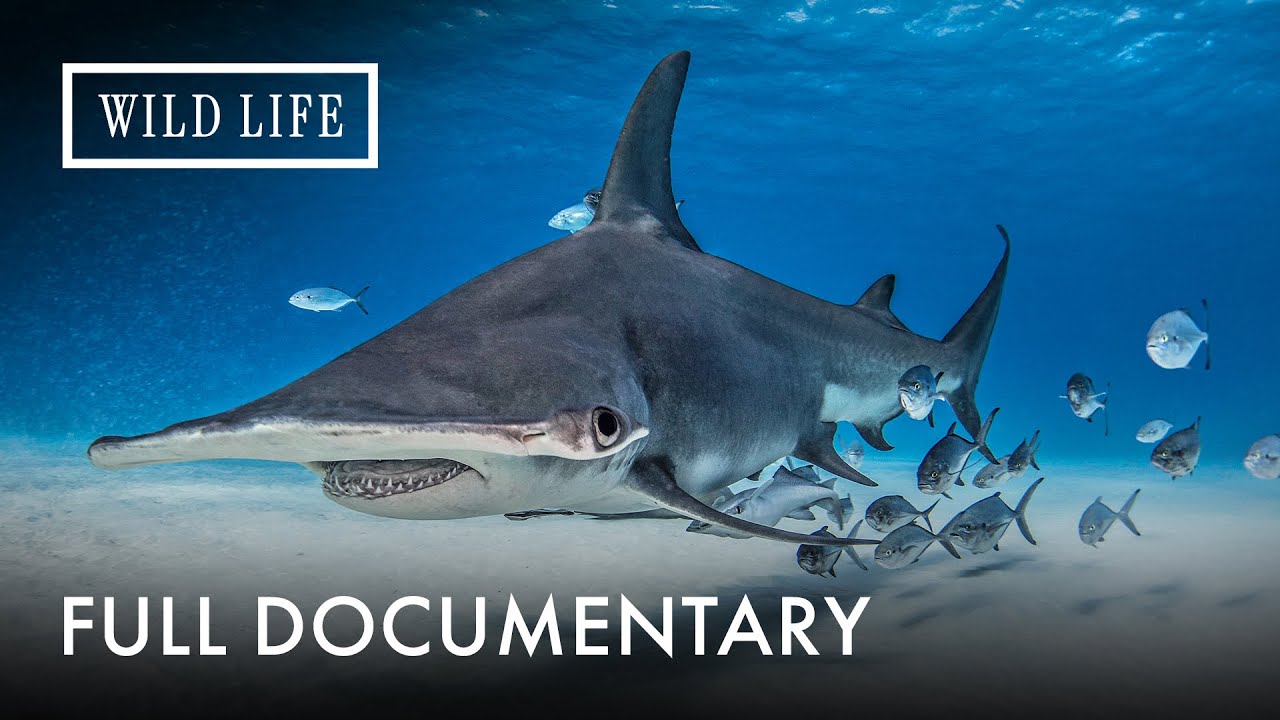 The Real Face of Sharks: The Truth Hollywood Hides | Sharks: The Big Five | | Full Documentary