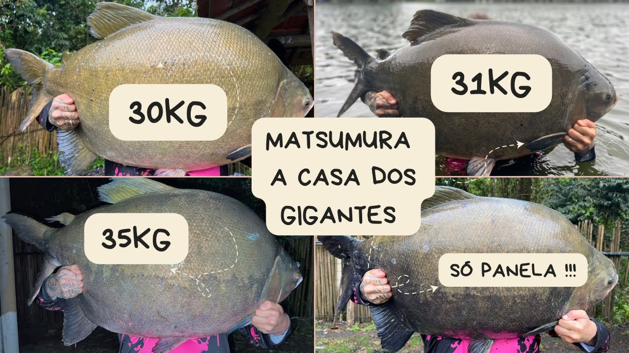 NOVA CASA/PESQUEIRO MATSUMURA/LAR DOS GIGANTES TAMBACUS/ 37KG/35KG/35KG/31KG/30KG!!!