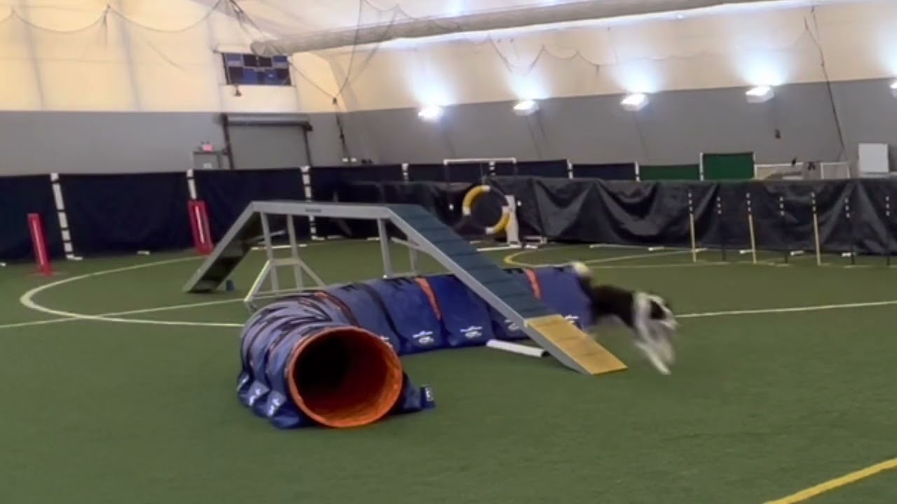 Speedoggie Agility Level Up Skill Training: Running Dogwalk Contact Practice.
