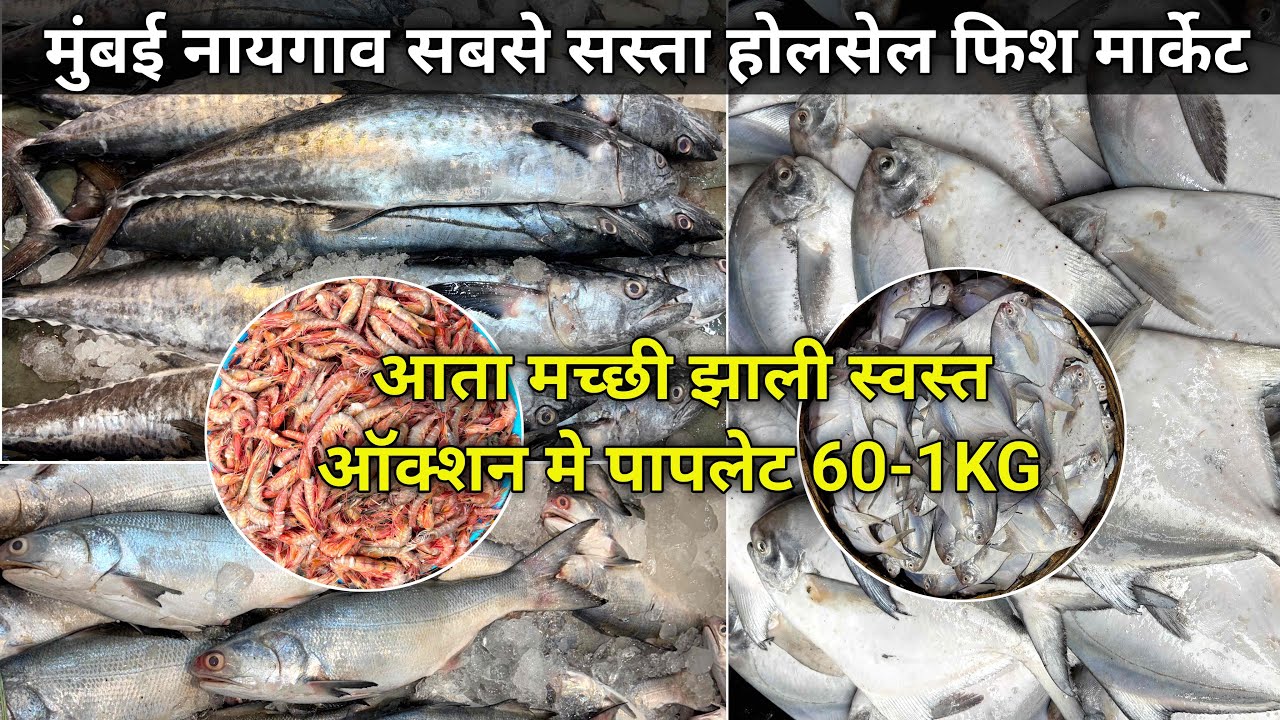Naigaon Fish Market Latest Video | Naigaon Fish Market  Fish Market  Wholesale Fish Market In Mumbai