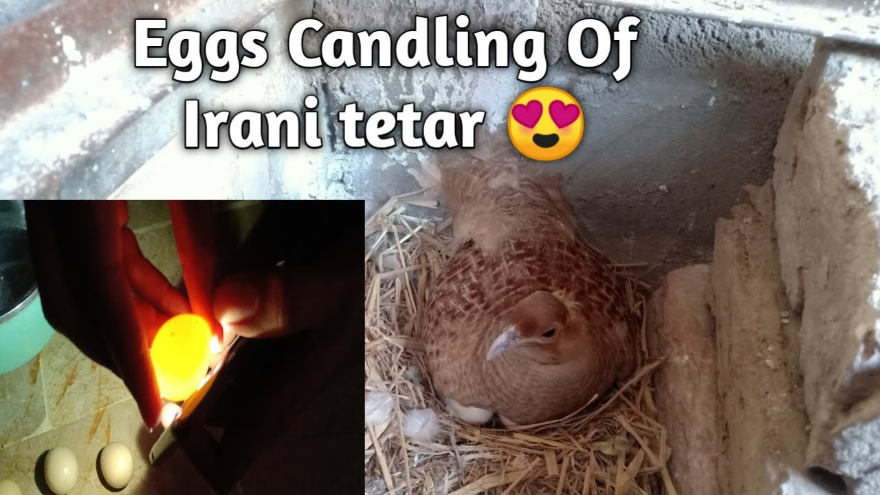 Eggs Candling Of Irani tetar 😍 ! Irani tetar ka Eggs Ki Candling Ki || Pets Vlog
