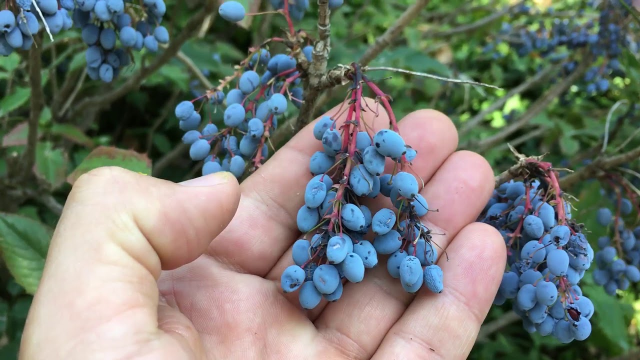 MAHONIA-MAHONYA ŞİFA KAYNAĞI