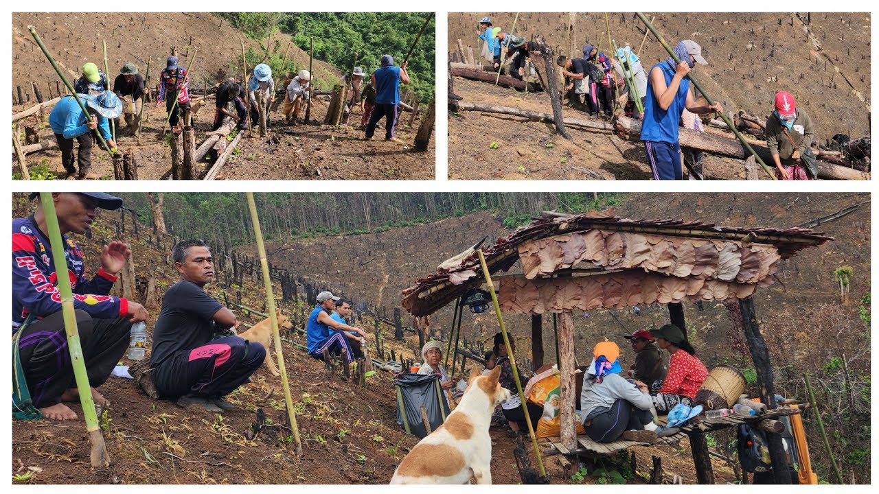 Grow rich on mountain by kayah ppl