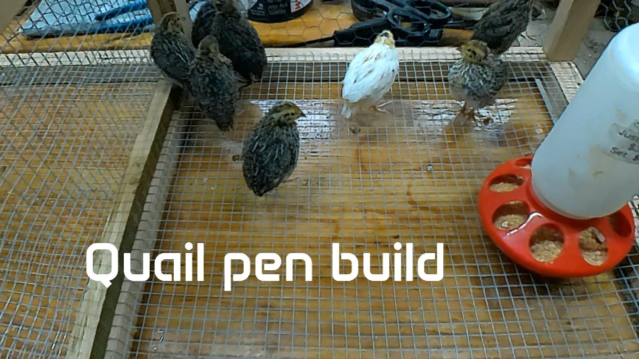 We need more space for quail. Grow out pen build.