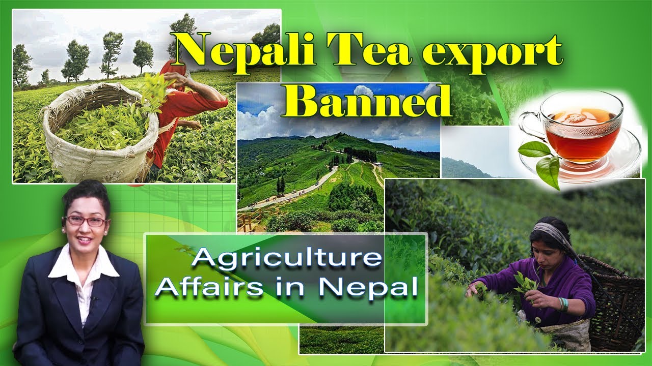 Nepali tea export banned || Agriculture Affairs in Nepal || Krishi Television HD