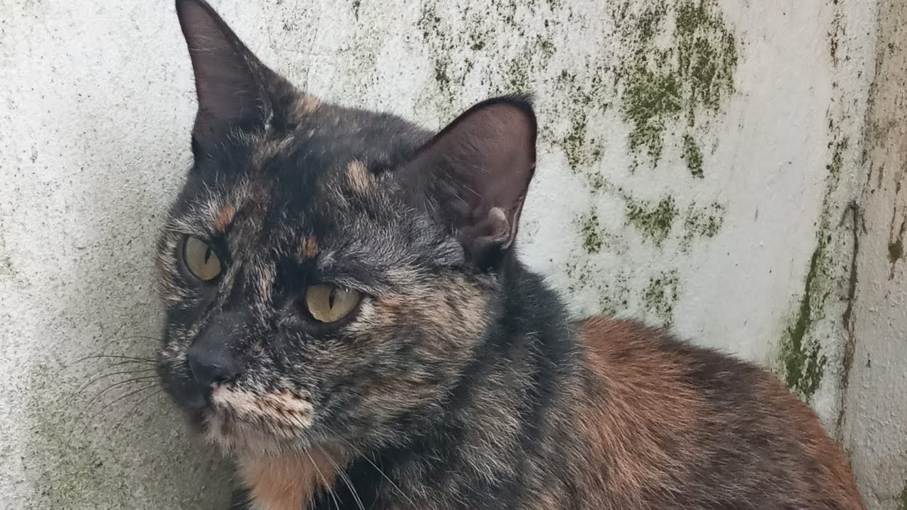 Time Machine Cats !!!! Longest Daily Cat's Story