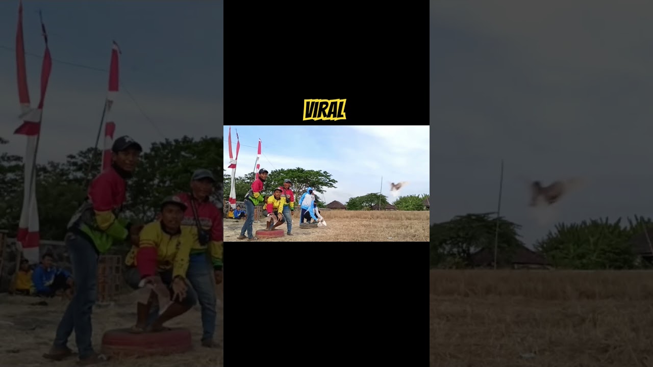 #merpati #viral