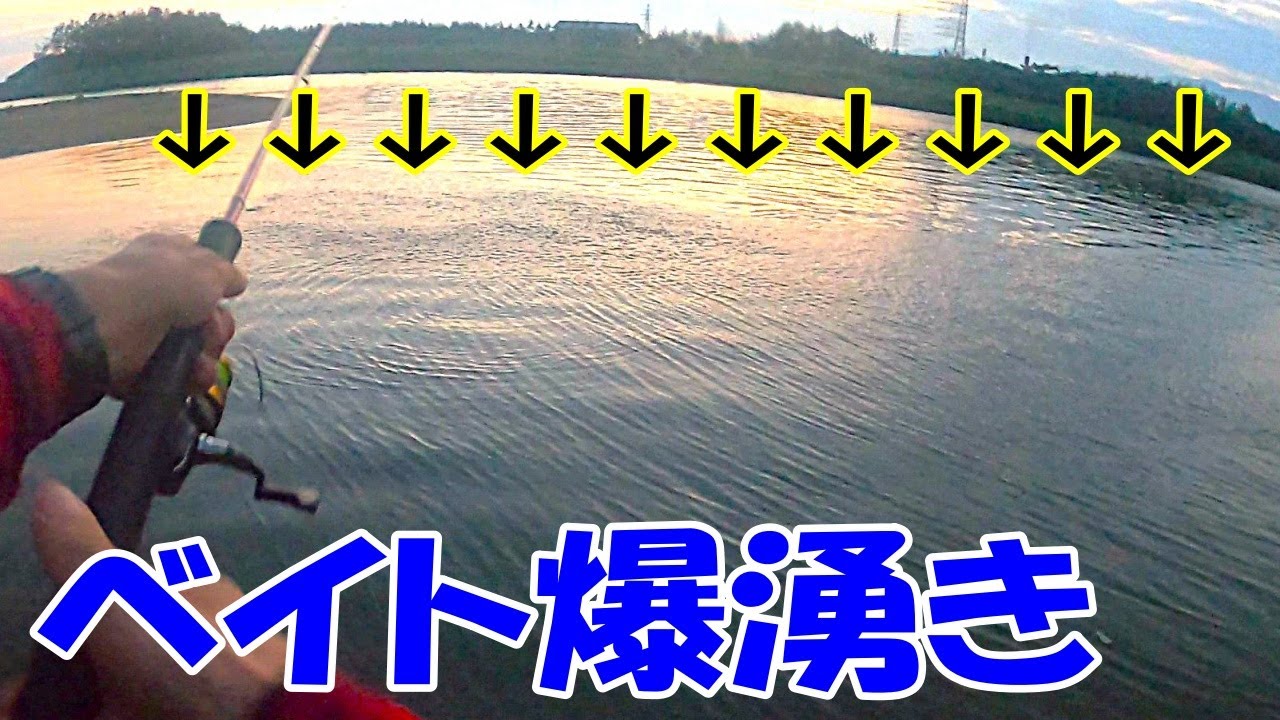 【河口シーバス】やっとベイトが湧いた！河口最盛期突入か？〈2025年6月下旬～7月上旬〉
