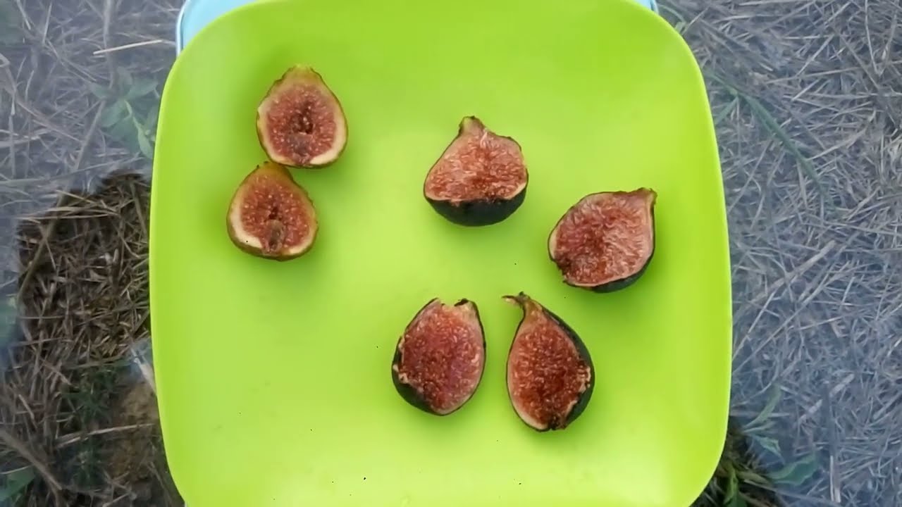 Сравнение инжира Крымский Черный и Браун Туркей (Brown Turkey)