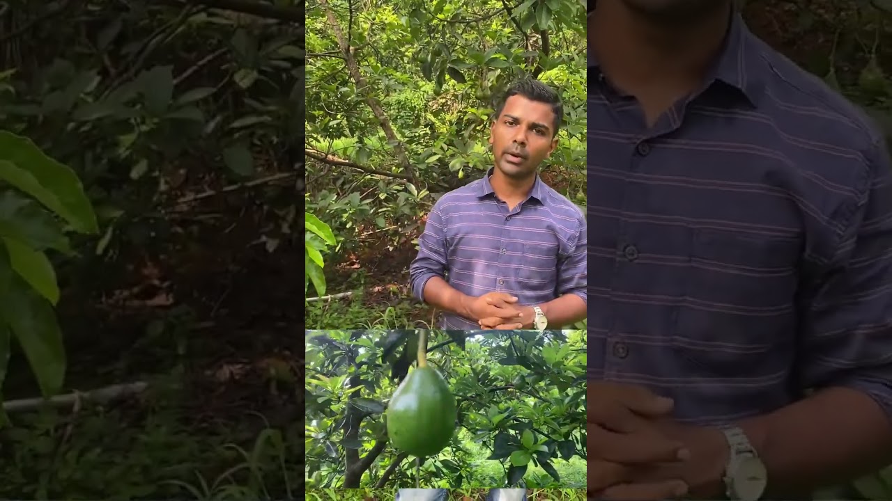 Avocado 🥑 കൃഷി ഇടക്കാല അപ്ഡേറ്റ്… 