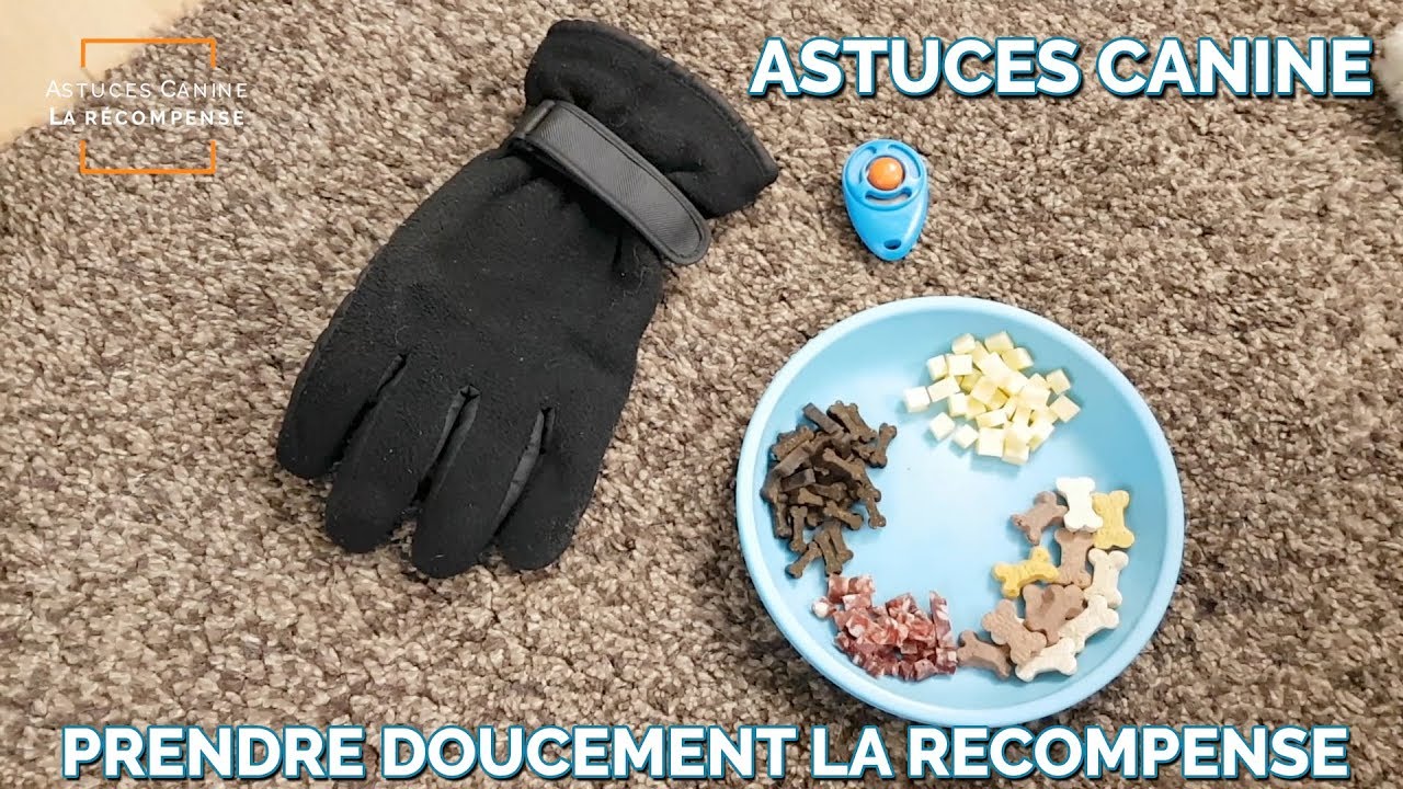 Astuces Canine 6 - Prendre doucement la récompense