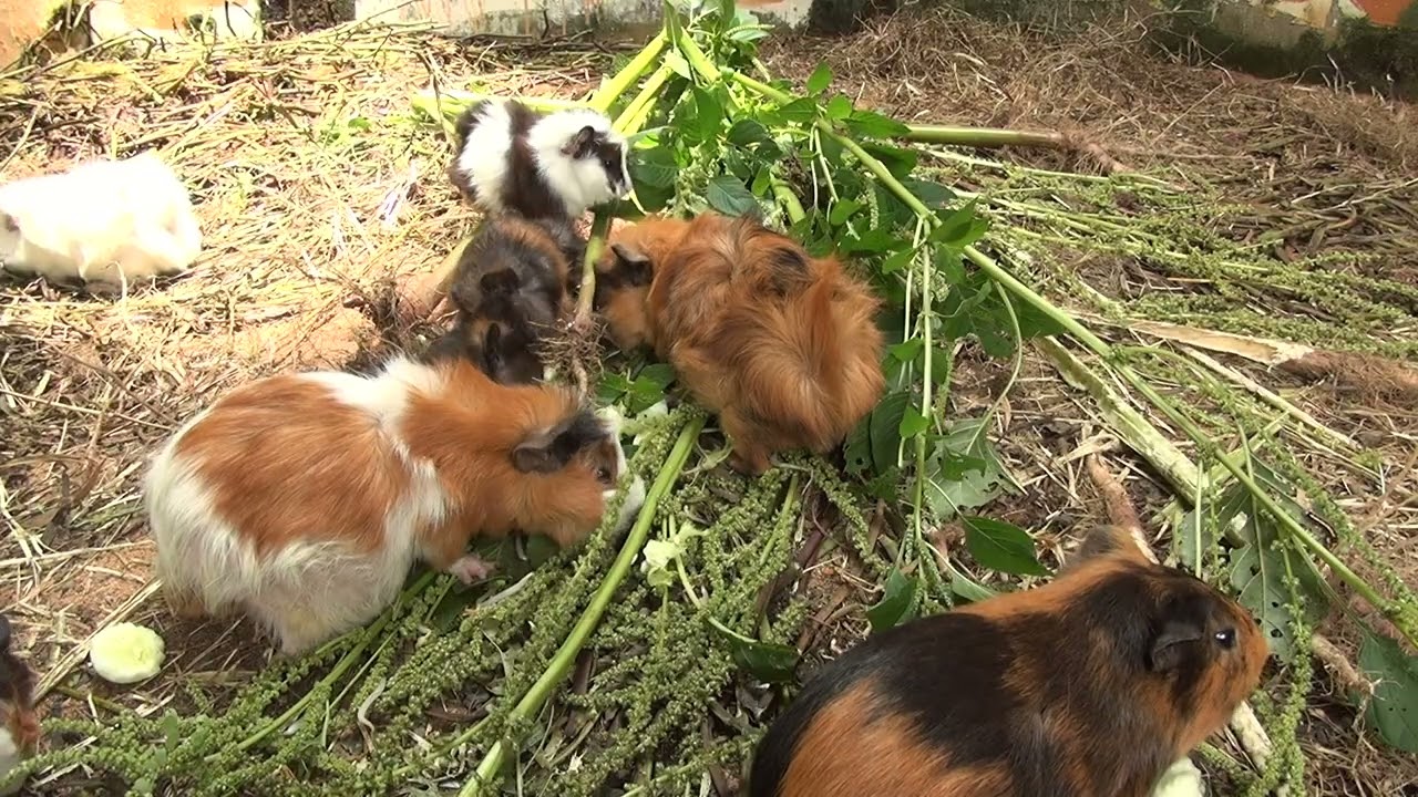 Guinea Pig Cam Afternoon March 03 2026