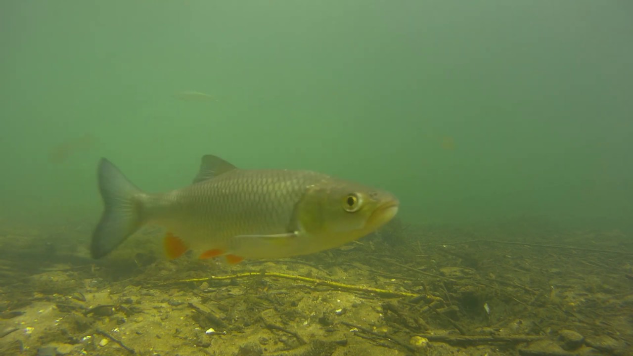 Squalius cephalus (European chub)