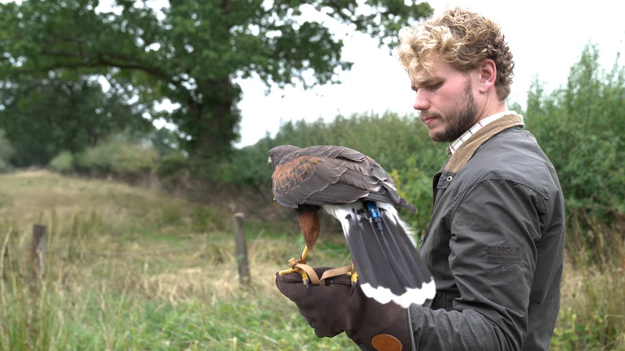 A Life Dedicated to Falconry | Franklin Falconry