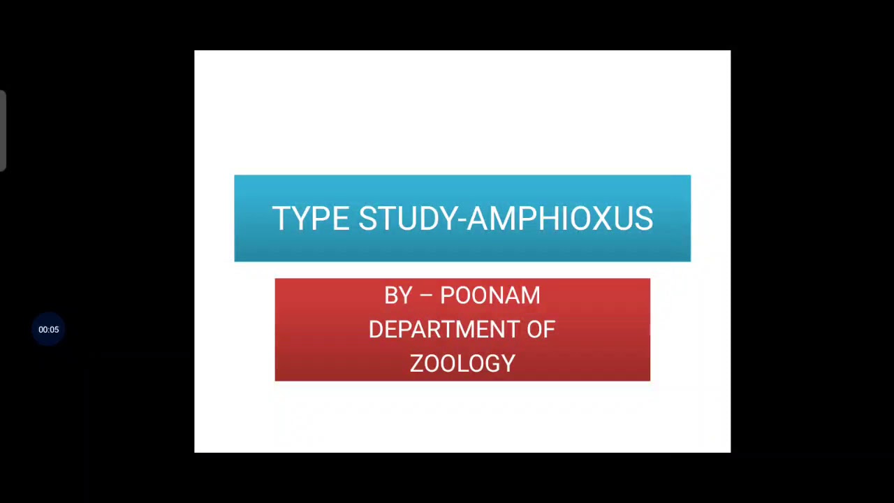 Type Study - Amphioxus