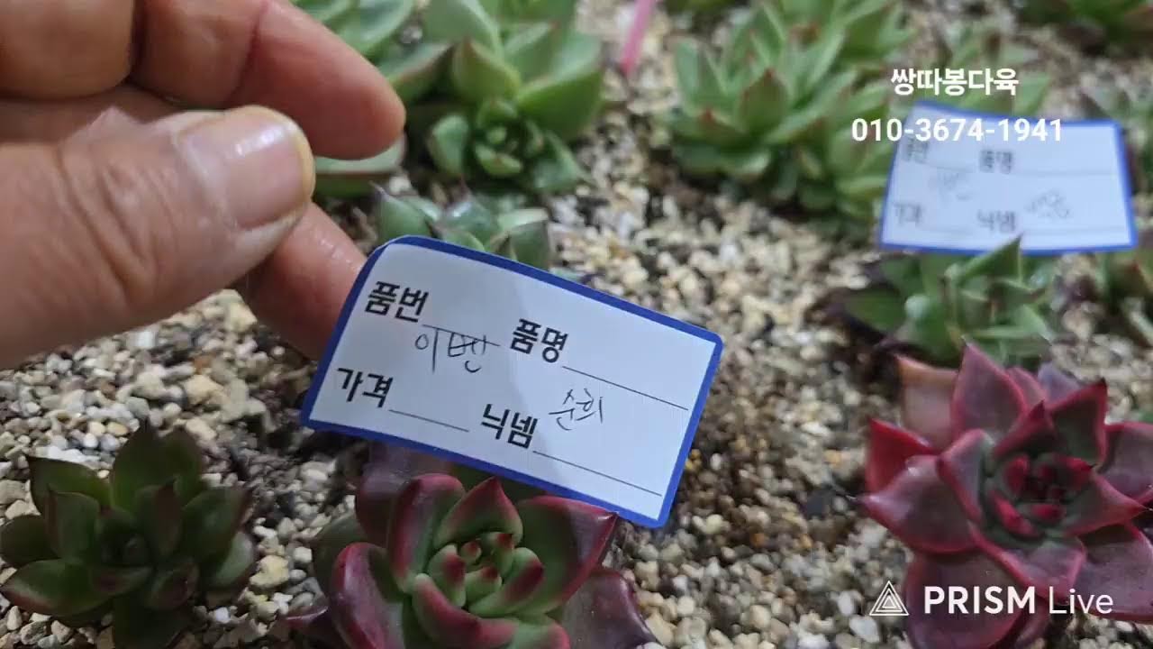 쌍따봉다육  라이브 방송