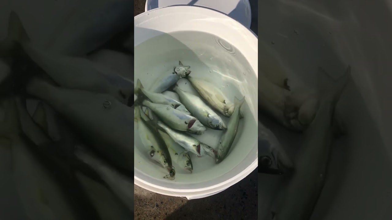 #bosporus #fishing #l&uuml;feravı #spining #balık #l&uuml;fer #bluefish #fish