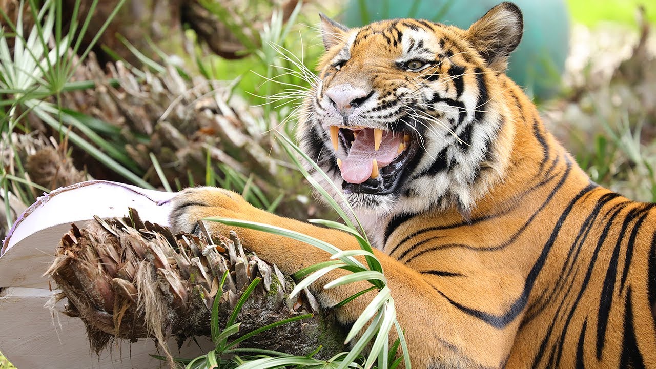 Valentine's For Big Cats