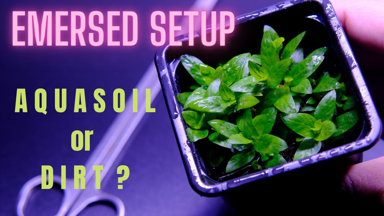 Which is the best substrate for Emersed Growth?