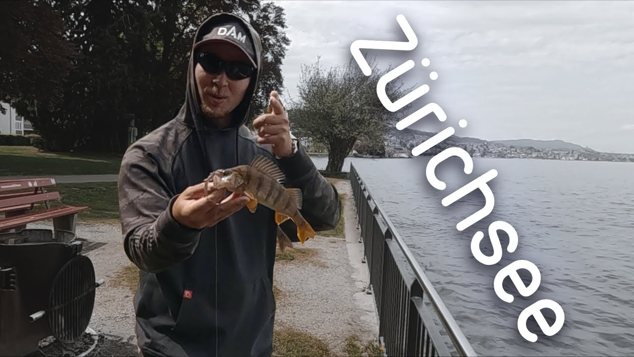 Zürichsee - Barschangeln am Nachmittag #icatchfish #Züri #Perch
