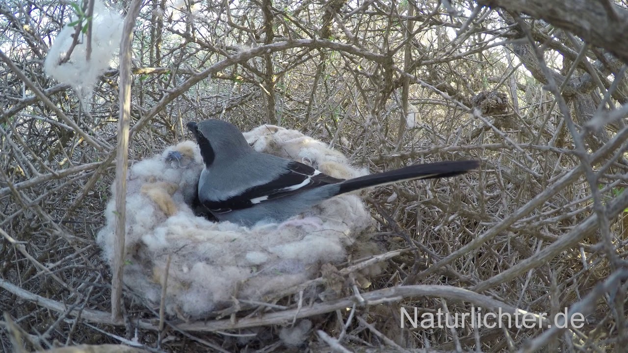 Raubw&uuml;rger (Lanius excubitor koenigi), Paar beim Nestbau, Fuerteventura