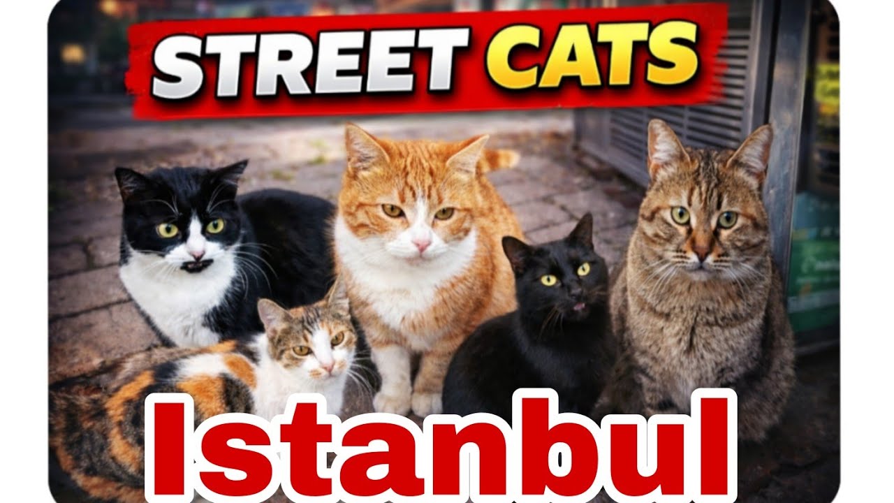 They’re not owned, but they’re loved by a whole city ❤️🐱