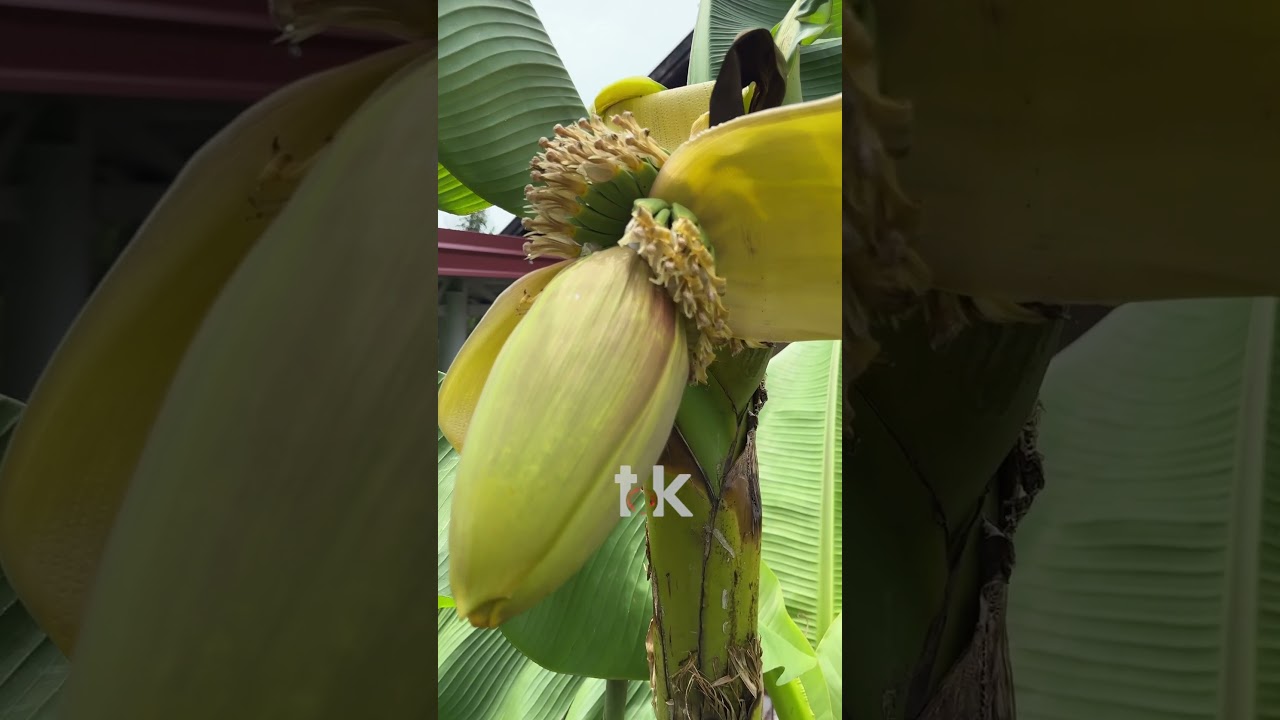 BANANE rodile u Prijedoru