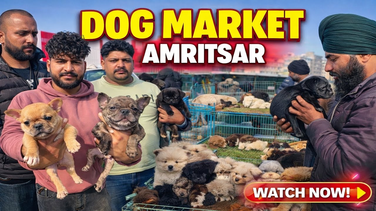 Punjab’s Biggest Dog Market 😱 | Real Puppy Prices & Rare Breeds 🐶