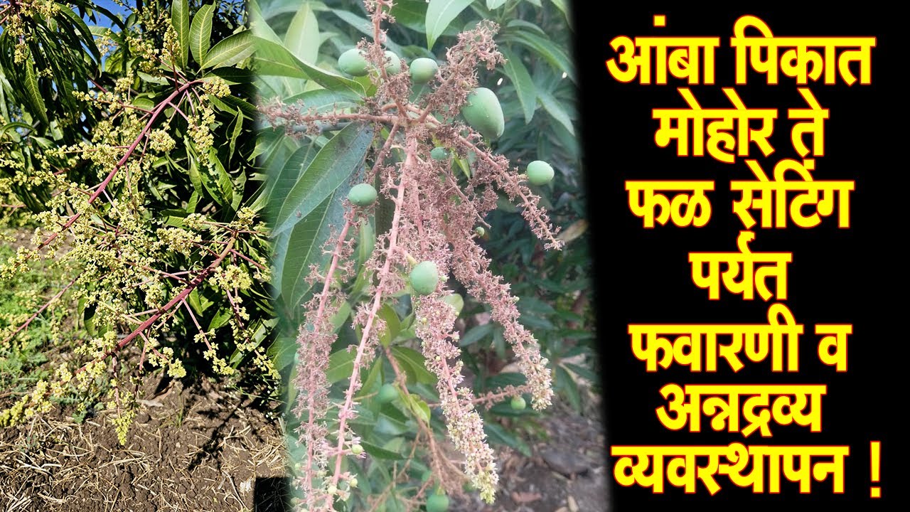 #आंबा #पिकात #मोहोर ते फळ #सेटिंग पर्यंत #फवारणी व#अन्नद्रव्य #व्यवस्थापन!।#Doctor_Kisan#शेती#mango।