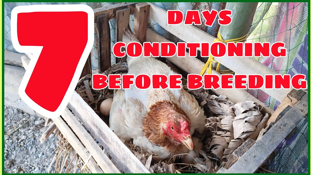 7 DAYS CONDITIONING TIPS BEFORE BREEDING