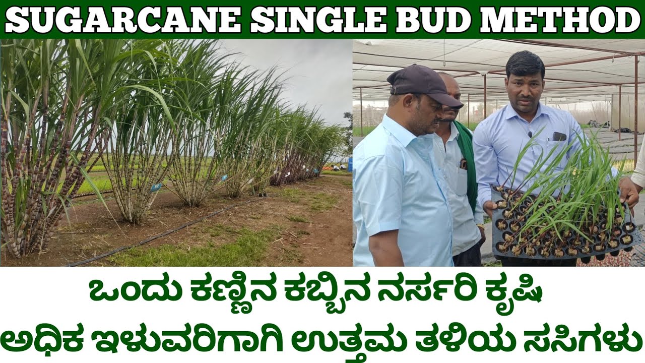 ಒಂದು ಕಣ್ಣಿನ ಕಬ್ಬಿನ ನರ್ಸರಿ | ಅಧಿಕ ಇಳುವರಿ ನೀಡುವ ತಳಿಗಳು | single eye bud sugarcane | sugarcane nursery