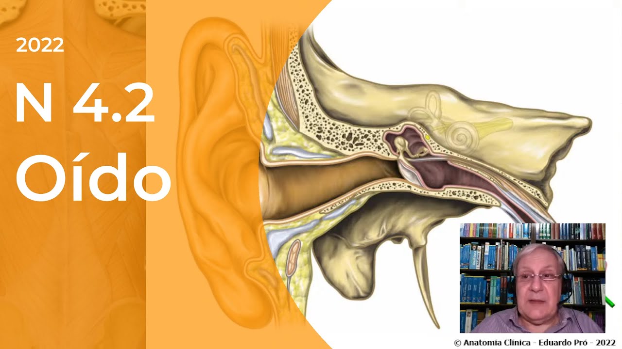 N8 | Oído | Profesor Eduardo A. Pró | Anatomía 2 | FMed UBA
