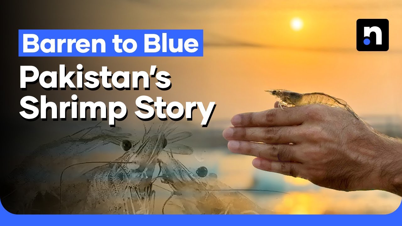 Pakistan’s First Super-Intensive Shrimp Farm Is Changing Seafood Exports | Nukta