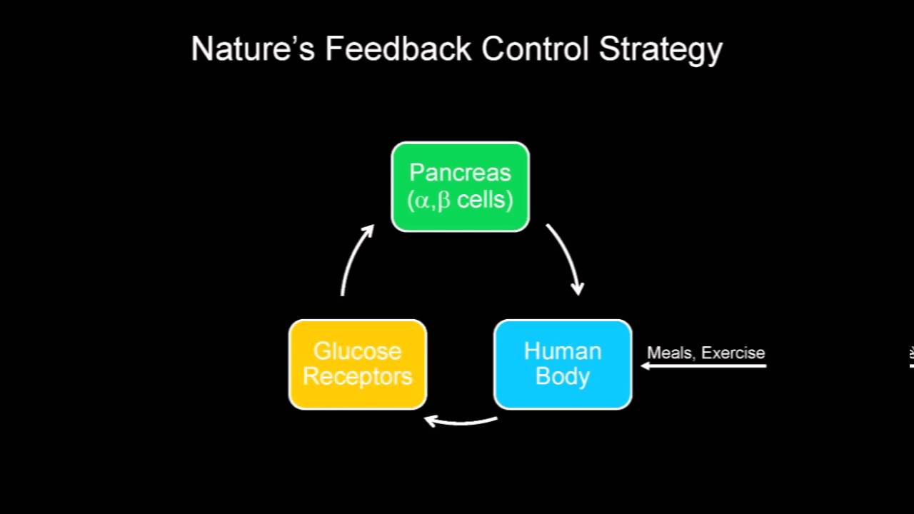Engineering the Artificial Pancreas | Francis Doyle | TEDxUCSB