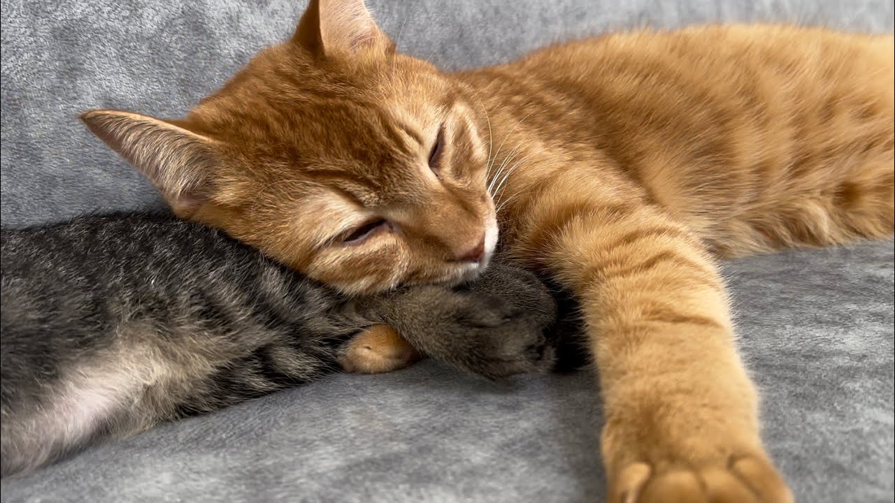 新入り子猫を愛おしそうに抱く超甘えん坊の先住猫がコチラ