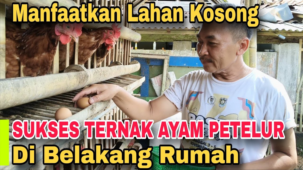 GAJIAN TIAP HARI || Mudahnya Ternak Ayam Petelur Skala Rumahan