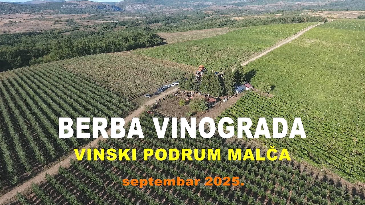 Berba vinograda - Lipnica Svrljig - Vinski podrum MALČA - uz muziku sa prijateljima...(2025)