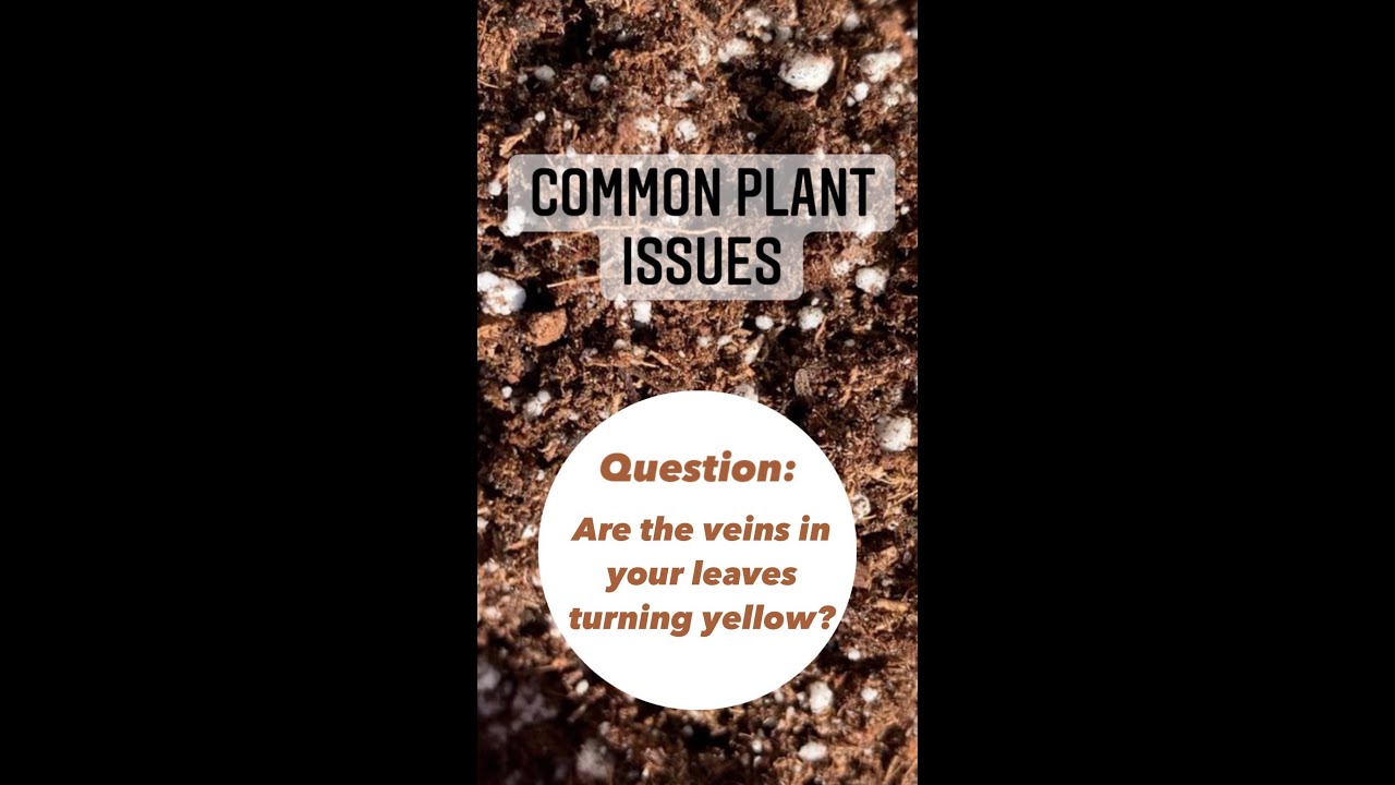 Are the veins in your leaves turning yellow?