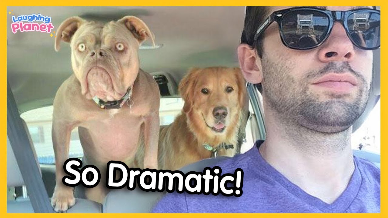 🐕🤪Комедии про собак, которые заставят вас смеяться до упаду! 🤣 Смешные видео с собаками 2025 года