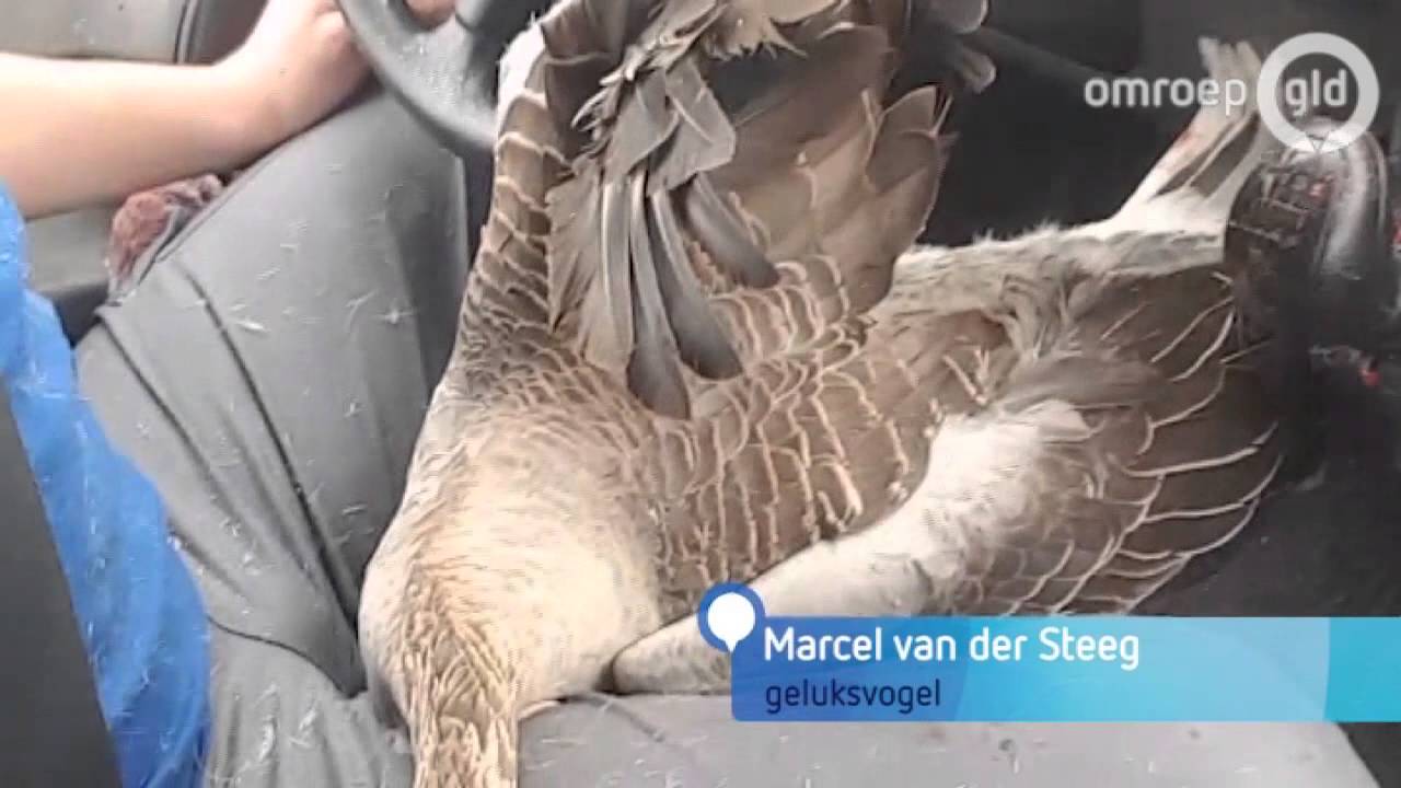 Gans knalt door voorruit op A15 bij Dodewaard
