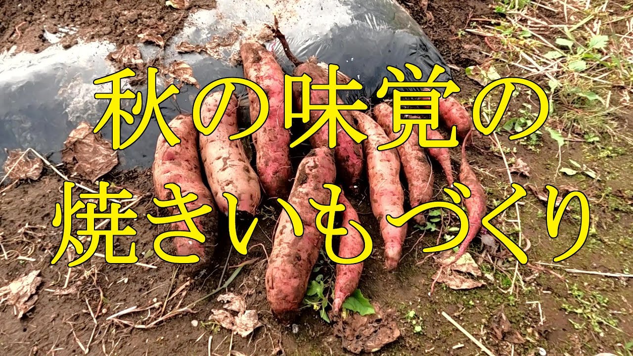 秋の味覚の焼きいもづくり