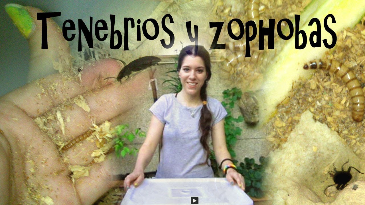 CRIA DE TENEBRIOS Y ZOPHOBAS - Tutorial con daden Reptilera
