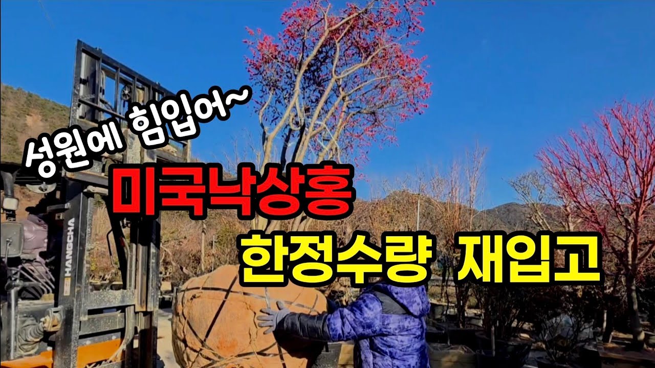 마지막 앵콜 낙상홍! 붉은 열매가 와르르~ #낙상홍 #겨울조경 #가을정원수 #나무꾼